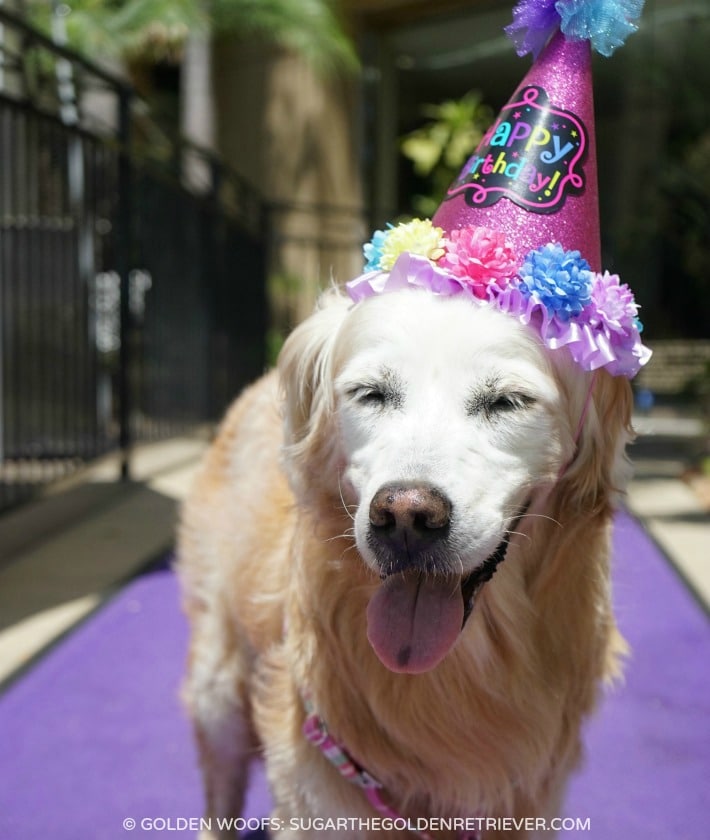 15 Ways to Celebrate Your Dog