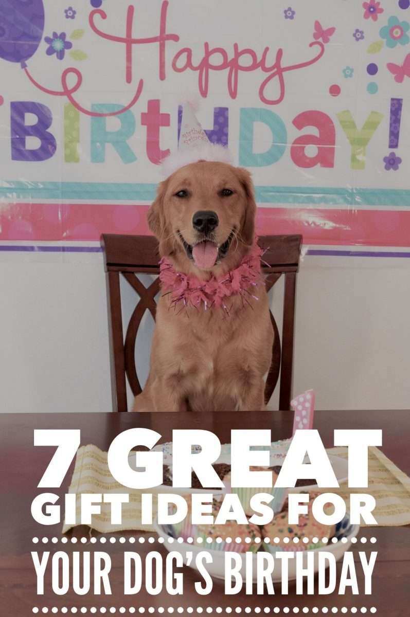 7 Great Gift Ideas For Your Dogâs Birthday