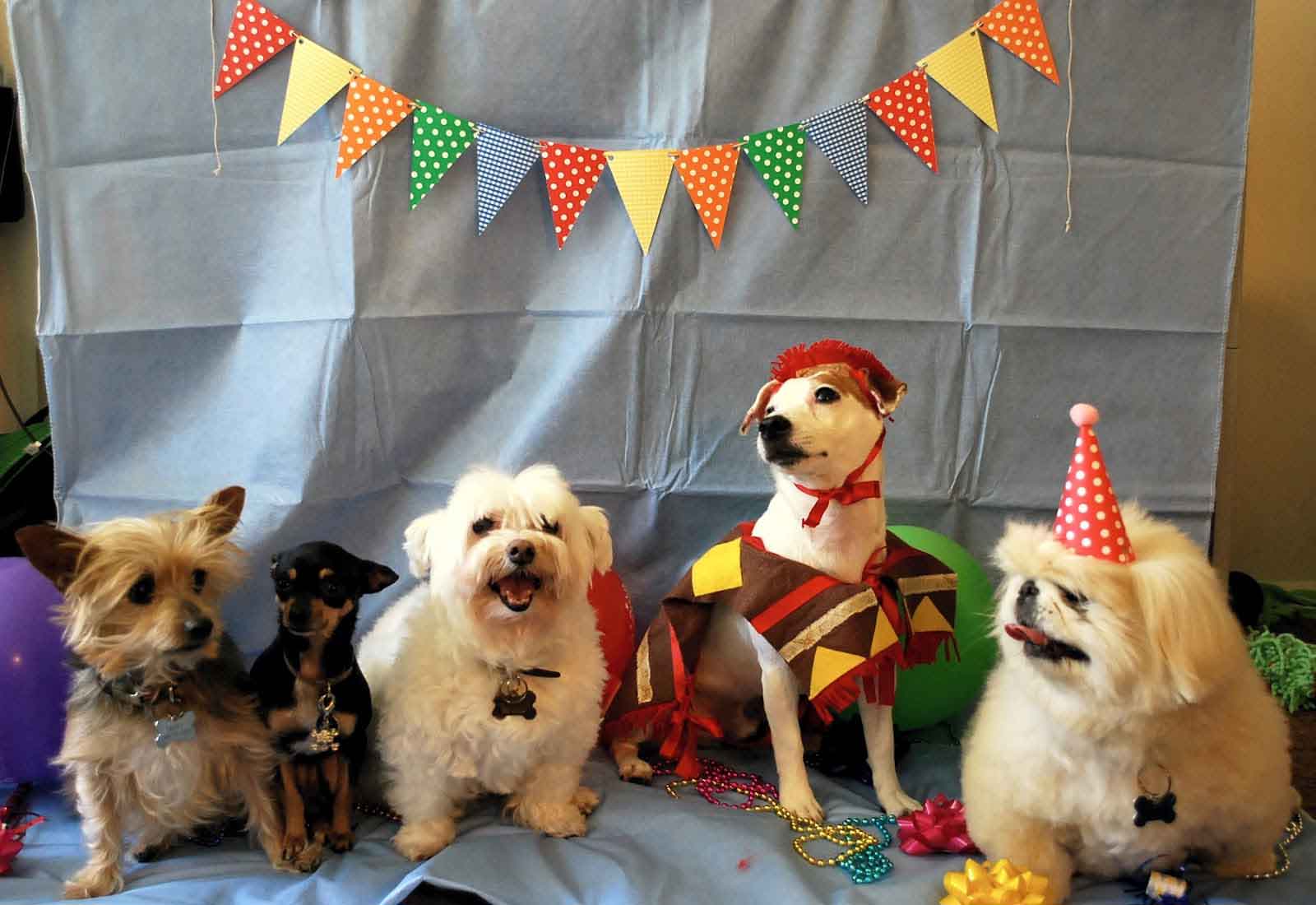 7 Things to Remember before Planning your Dogâs Birthday Party