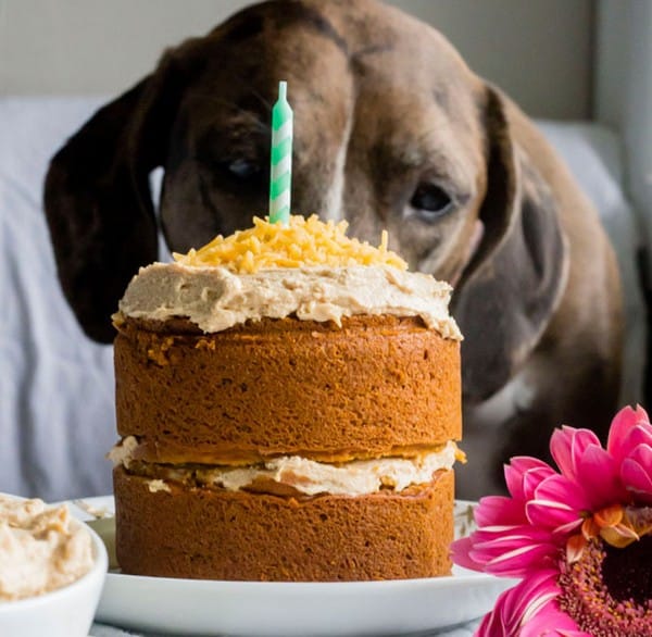 Birthday Cake For Dogs: 30 Easy Doggie Birthday Cake Ideas [2018]