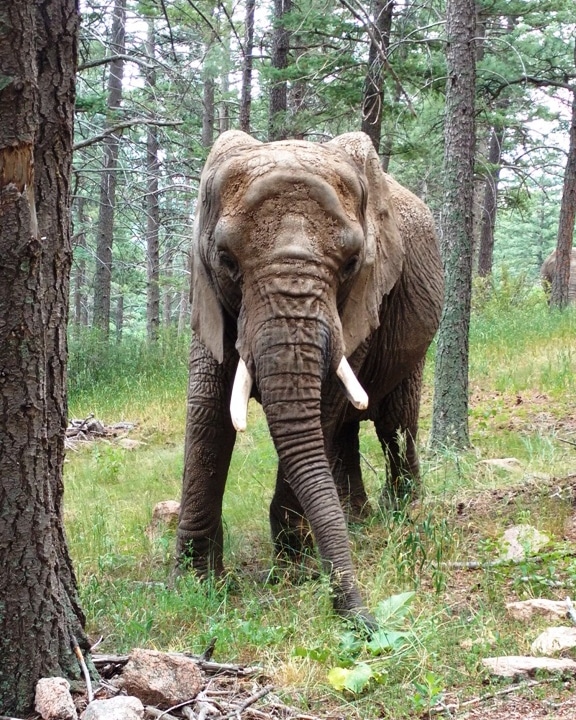 Cheyenne Mountain Zoo hosting 50th birthday party for Missy the ...