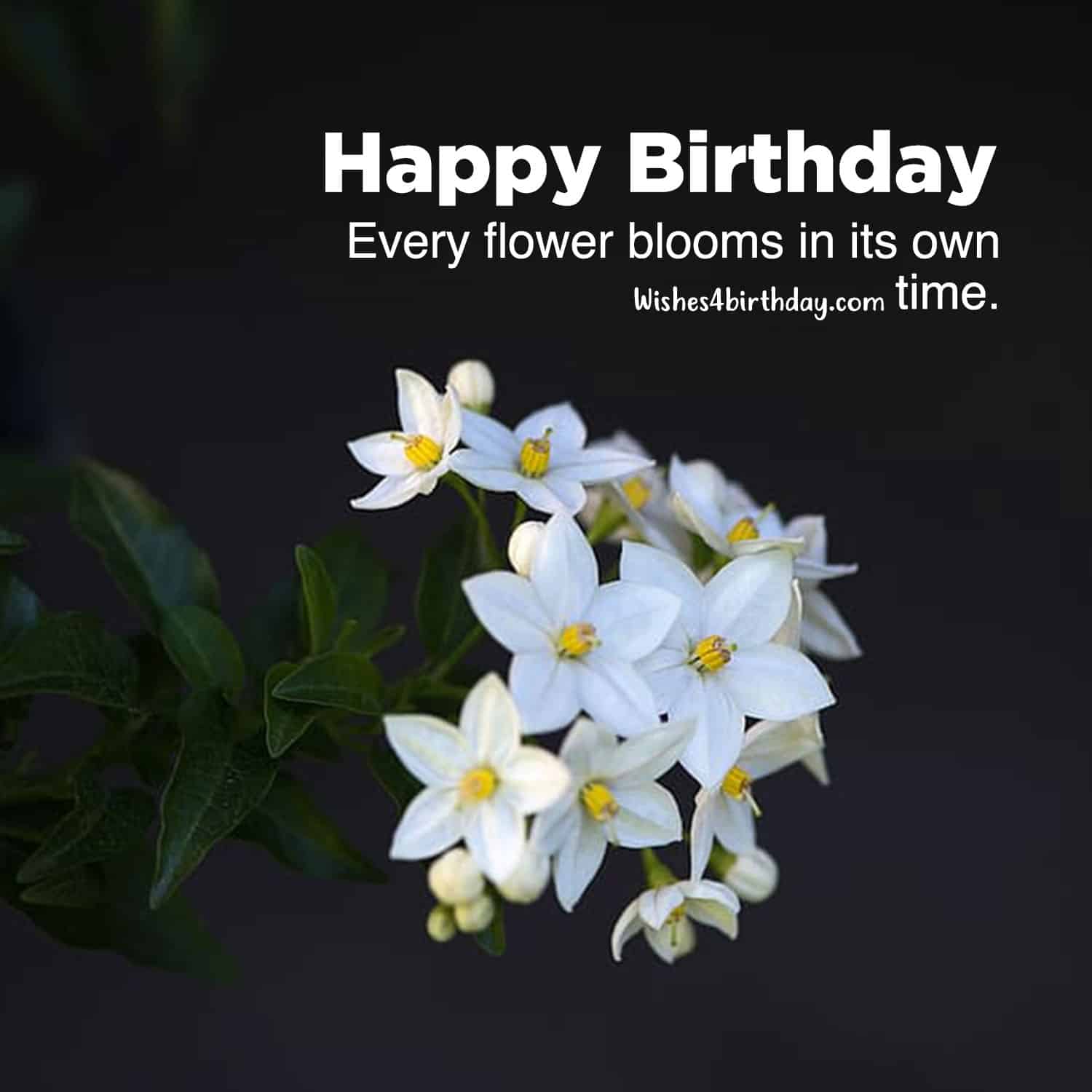 Collection of Birthday flower gifts for her