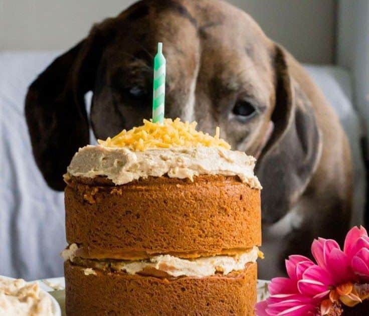 Is your dog on the next level of Spoiled? Perfect because a birthday ...