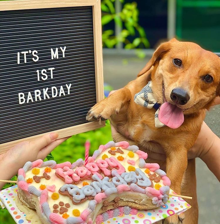 LIST: Where To Order A Birthday Cake For Your Dog