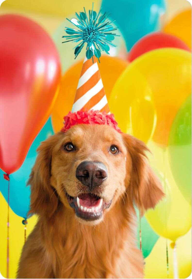 Smiling Party Dog Jumbo Birthday Card, 16.25"