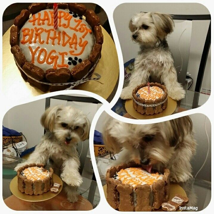 Yogi have his birthday cake all for himself